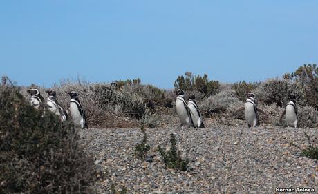 Pingüinera de Cabo Vírgenes
