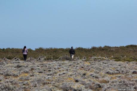 Pingüinera de Cabo Vírgenes