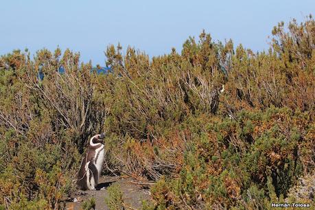 Pingüinera de Cabo Vírgenes