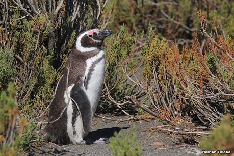 Pingüinera de Cabo Vírgenes