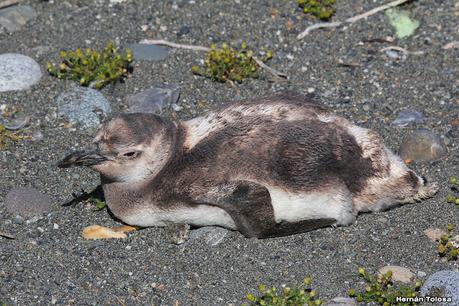 Pingüinera de Cabo Vírgenes