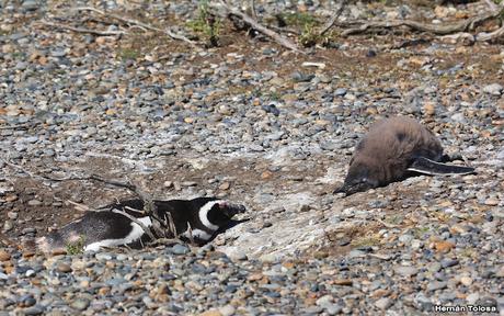 Pingüinera de Cabo Vírgenes