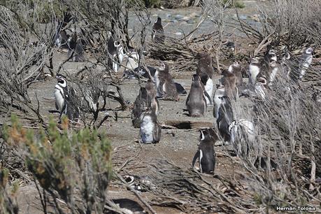 Pingüinera de Cabo Vírgenes
