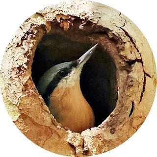 Trepador azul en su hogar