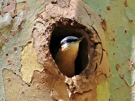 Trepador azul en su hogar