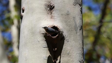 Trepador azul en su hogar