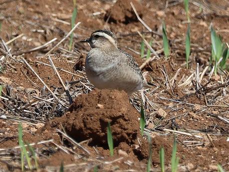 Regreso a Gallecs en busca del Chorlito Carambolo