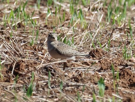 Regreso a Gallecs en busca del Chorlito Carambolo