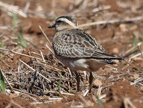 Regreso a Gallecs en busca del Chorlito Carambolo