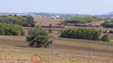 Regreso a Gallecs en busca del Chorlito Carambolo