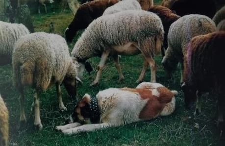 Los pastores alistanos