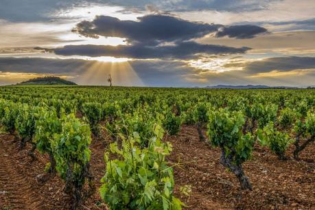 La importancia de ser un vino ecológico en La Rioja, Cornelio Dinastía