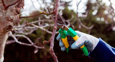 Factores clave para elegir una empresa de poda de árboles Factores clave para elegir una empresa de poda de árboles