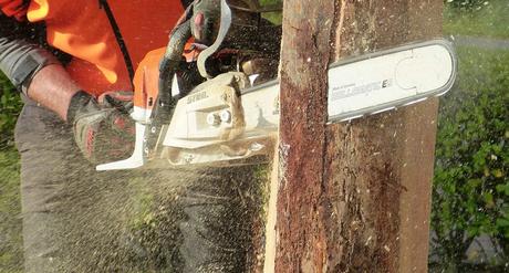 La importancia de la poda de árboles La importancia de la poda de árboles