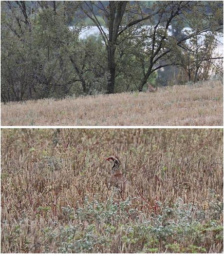 Entre el aire, los arbustos y el suelo