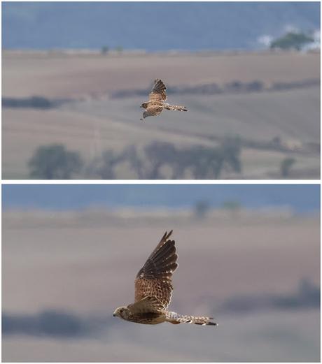 Entre el aire, los arbustos y el suelo