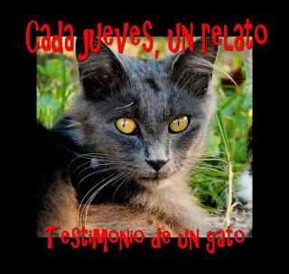 Testimonio de un gato