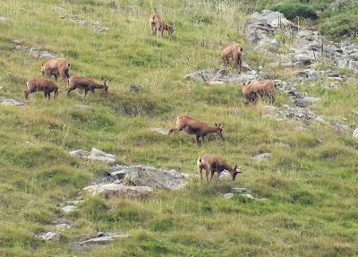 Osos pardos prismaticos