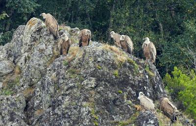 Osos pardos prismaticos