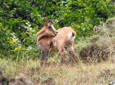 Osos pardos prismaticos