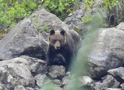 Osos pardos prismaticos