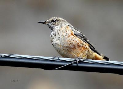 Osos pardos prismaticos