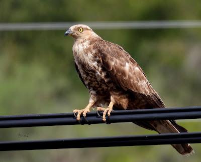Osos pardos prismaticos