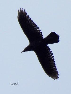 Osos pardos prismaticos