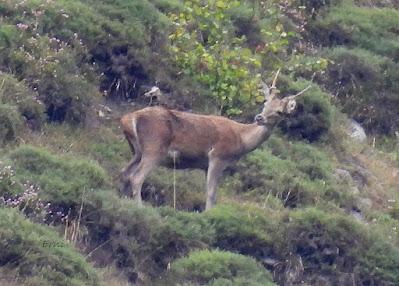 Osos pardos prismaticos