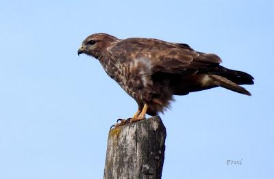 Osos pardos prismaticos
