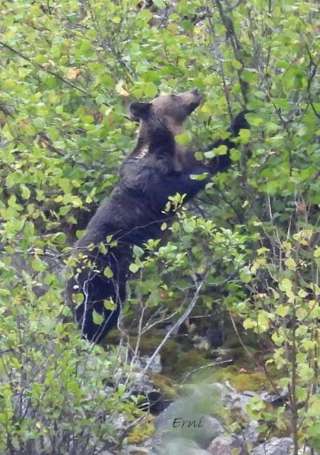 Osos pardos prismaticos