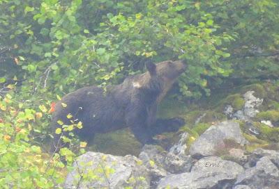 Osos pardos prismaticos