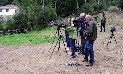 Osos pardos prismaticos