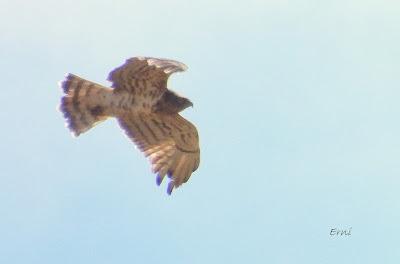 Osos pardos prismaticos