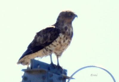 Osos pardos prismaticos