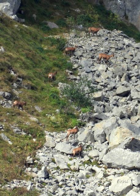 Osos pardos prismaticos