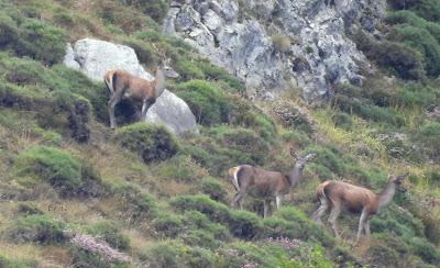 Osos pardos prismaticos