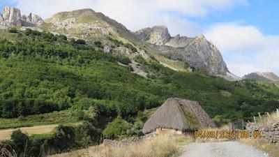 Osos pardos prismaticos