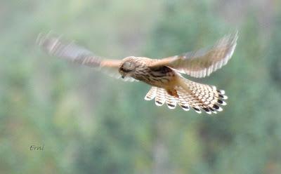 Osos pardos prismaticos