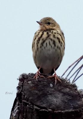Osos pardos prismaticos