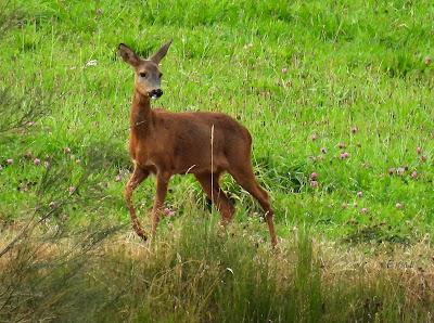 Osos pardos prismaticos