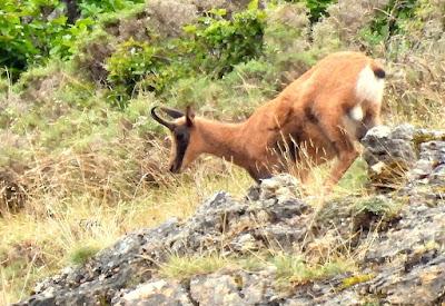 Osos pardos prismaticos
