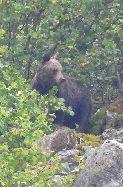 Osos pardos prismaticos