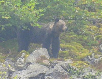 Osos pardos prismaticos