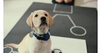 Cinecritica: En la Mente de un Perro