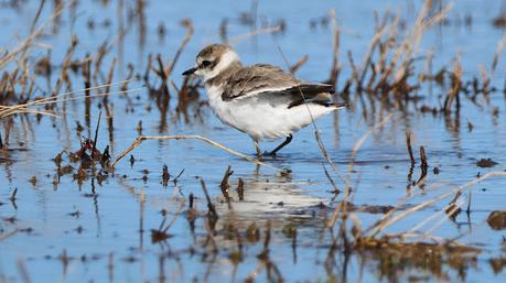Chorlitejo patinegro