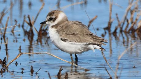 Chorlitejo patinegro