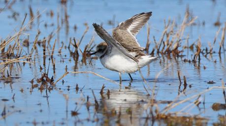 Chorlitejo patinegro