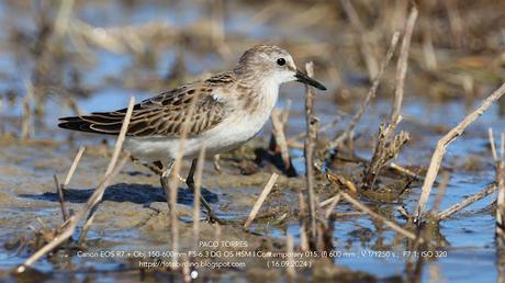 La Paleta de Colores del Correlimos Menudo