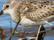 Paleta Colores Correlimos Menudo